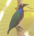 /album/photogallery/purple-glossy-starling-jpg/